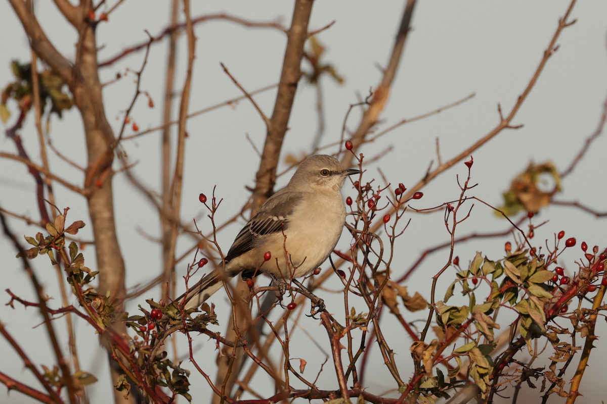 Northern Mockingbird - ML647516725
