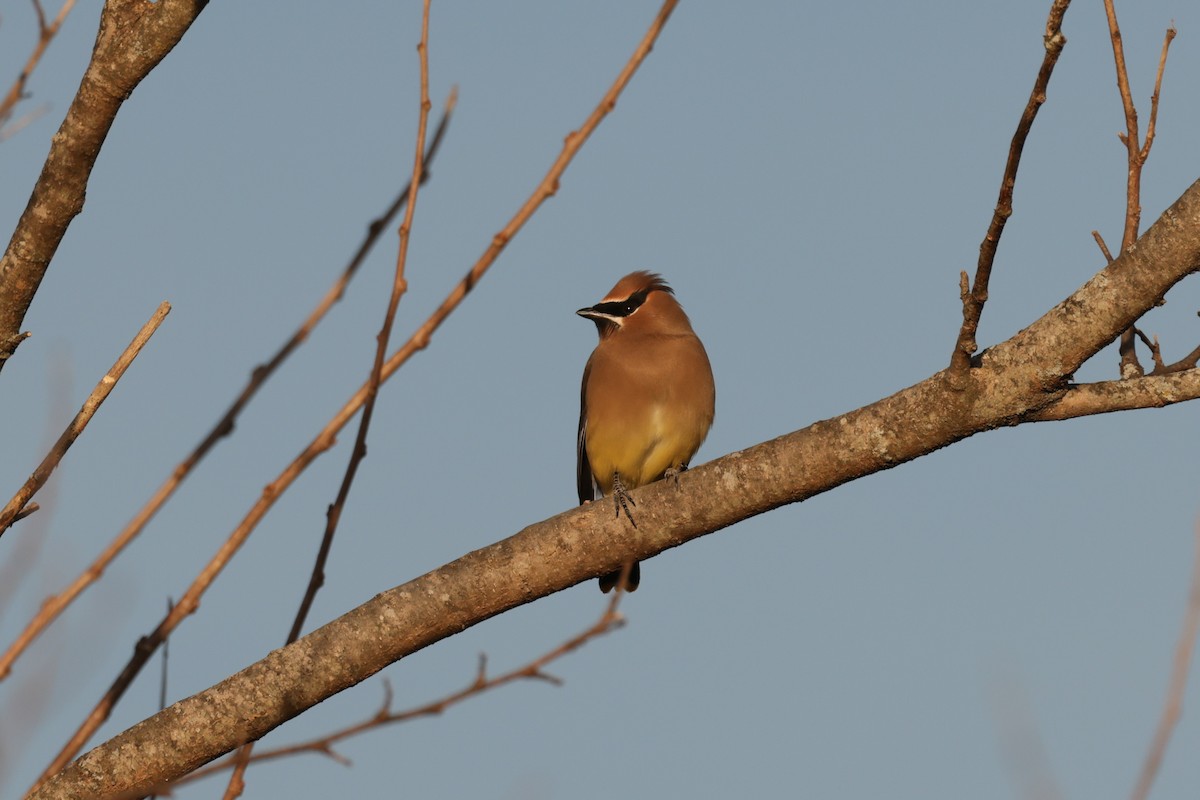 Cedar Waxwing - ML647516731