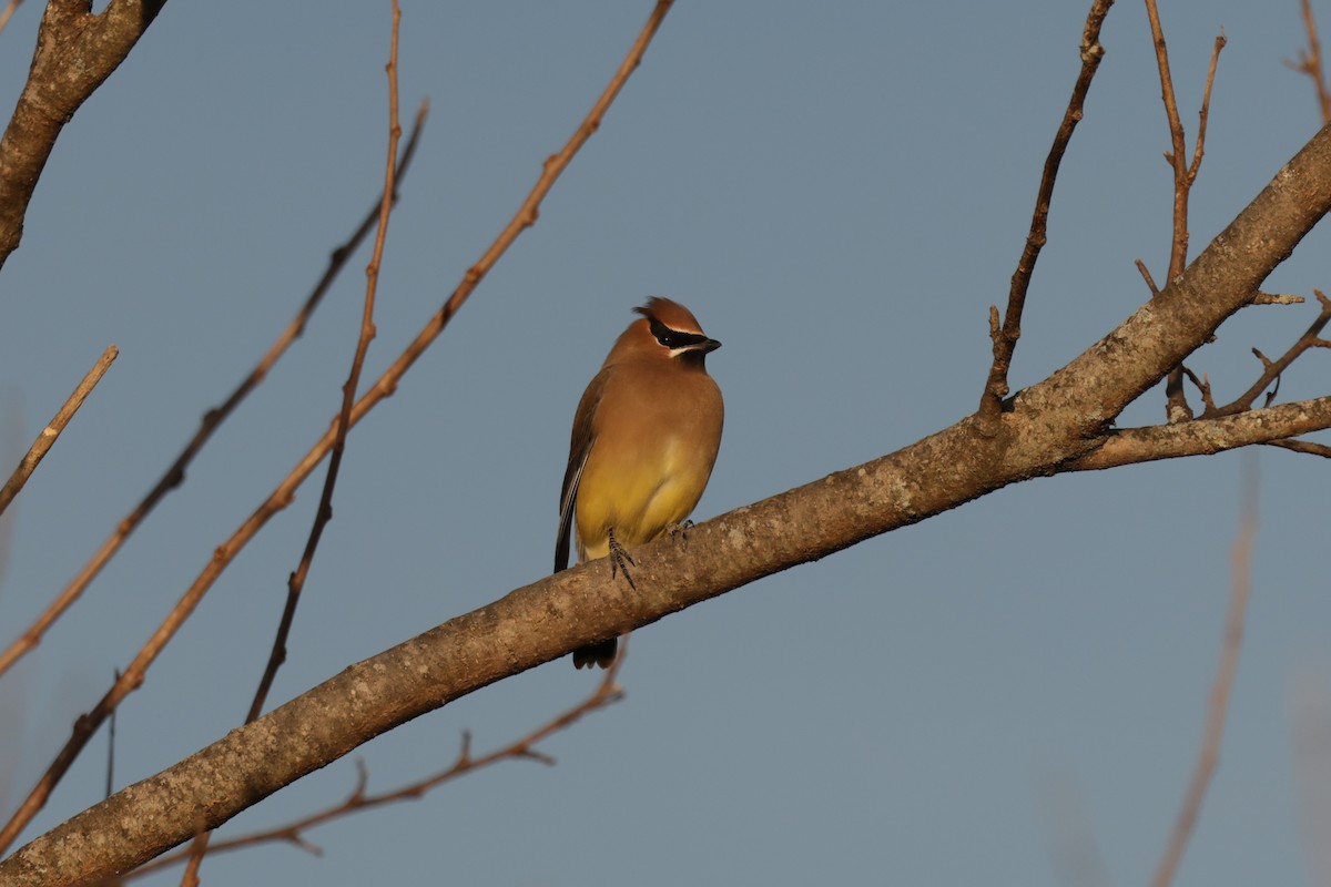 Cedar Waxwing - ML647516732
