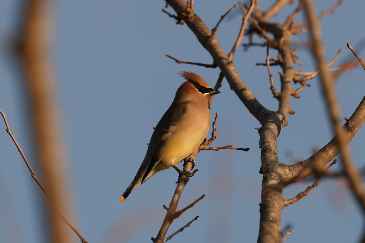 Cedar Waxwing - ML647516733