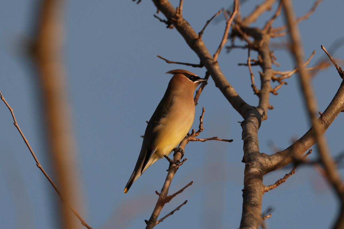 Cedar Waxwing - ML647516734