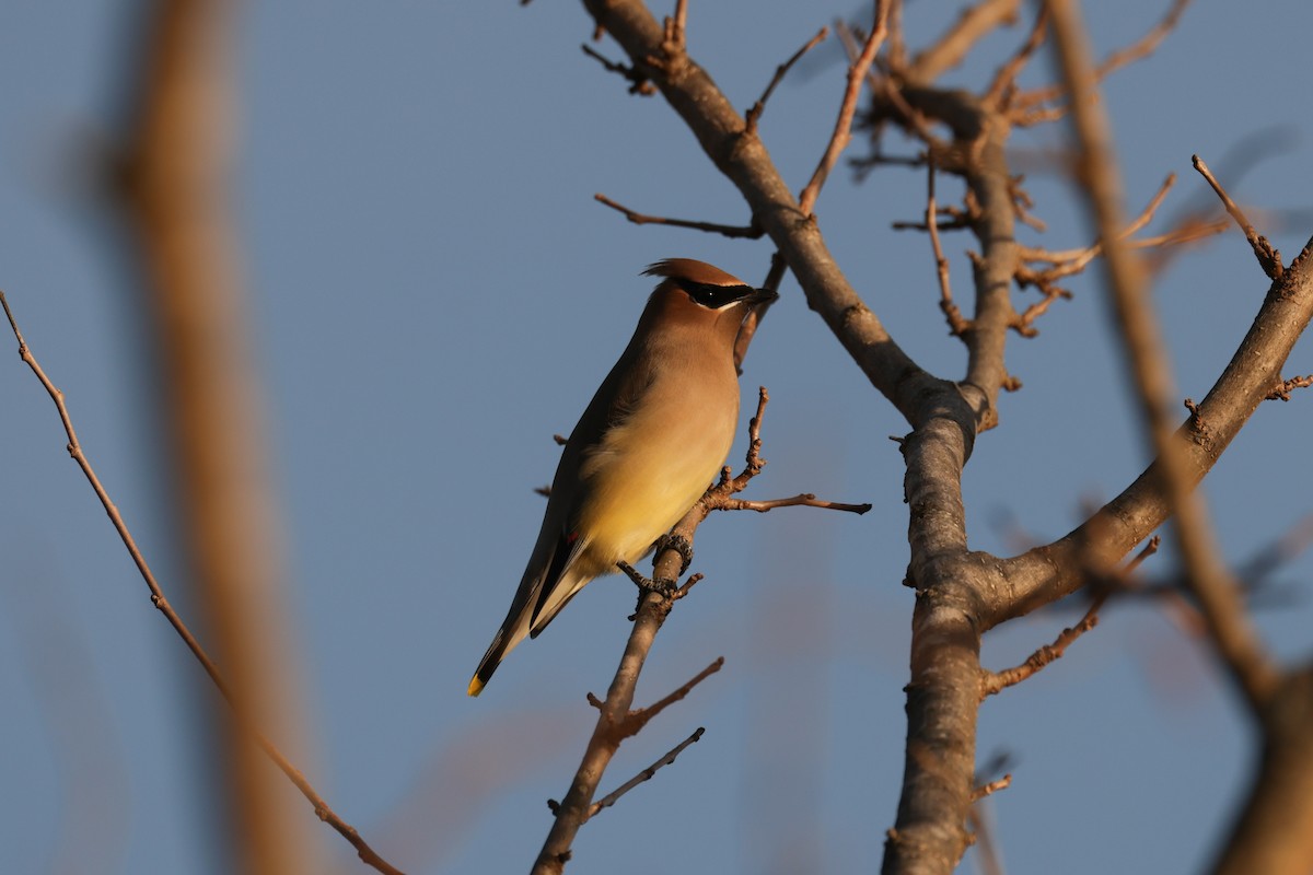 Cedar Waxwing - ML647516735