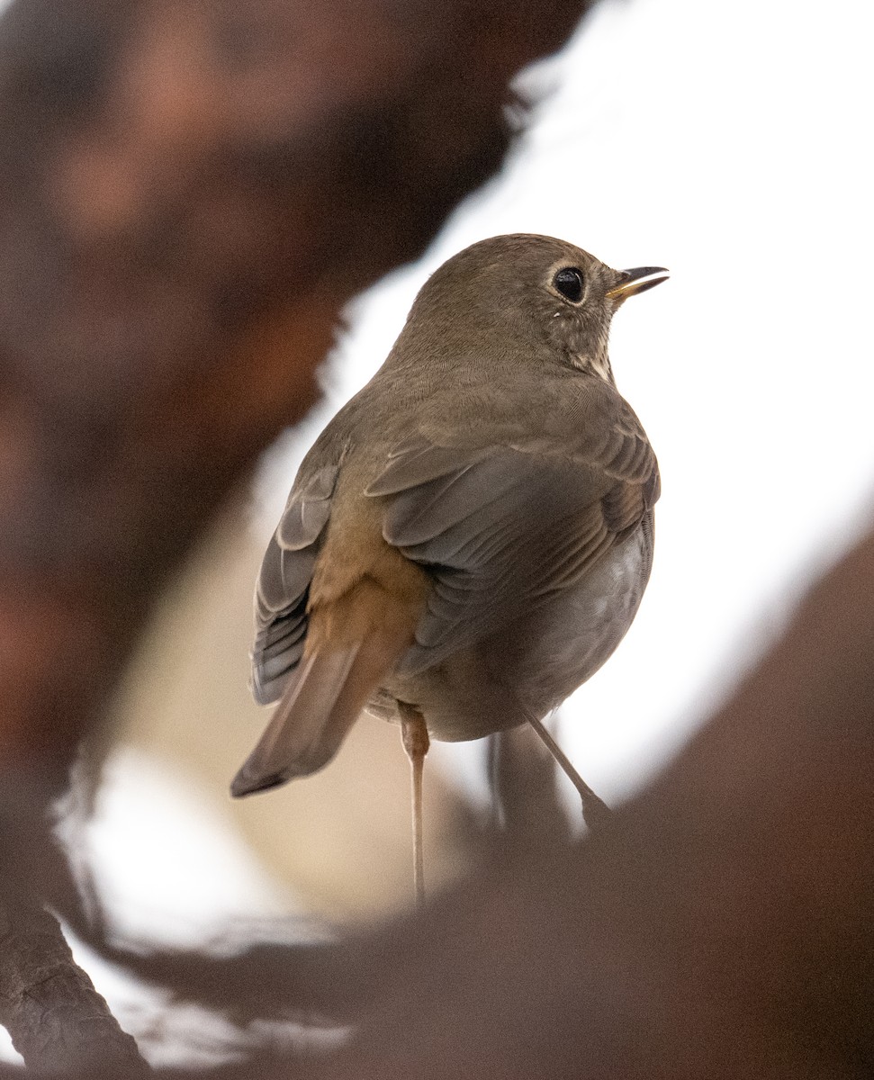 קיכלי חלוד-זנב - ML647516753