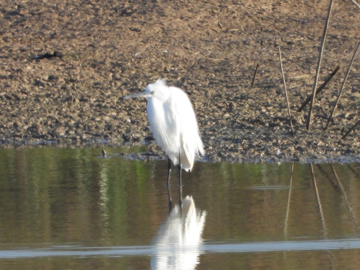 Little Egret - ML647516755