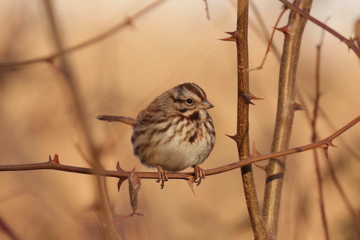 Song Sparrow - ML647516764