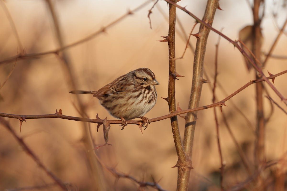 Song Sparrow - ML647516765