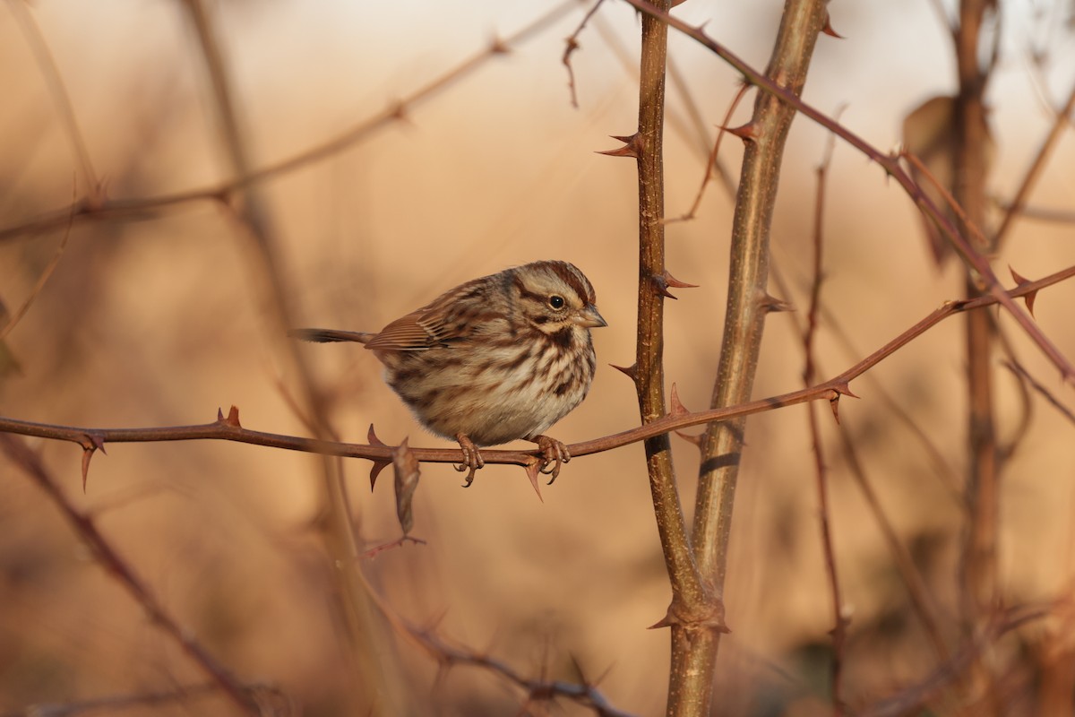 Song Sparrow - ML647516766