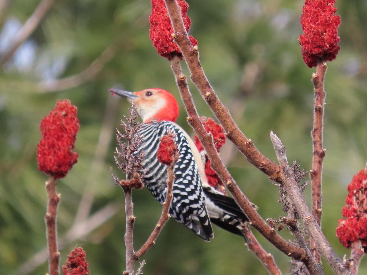 Carpintero de Carolina - ML647516768