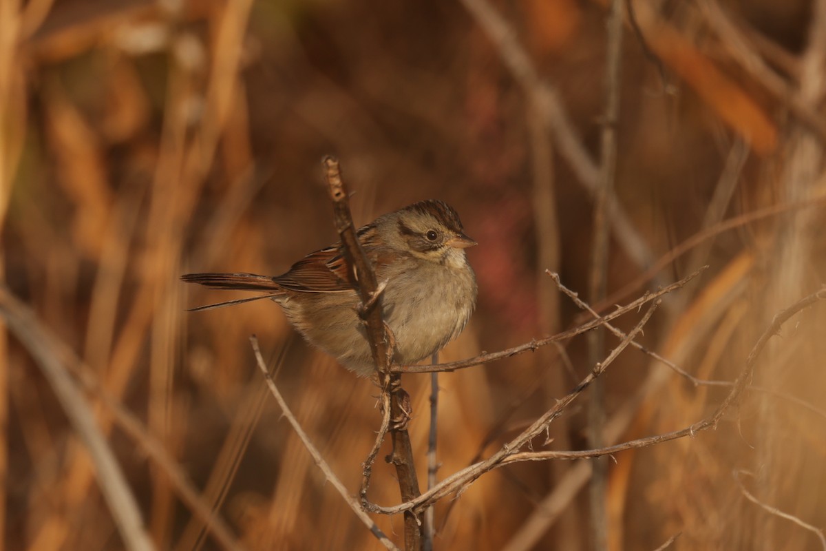 Swamp Sparrow - ML647516769