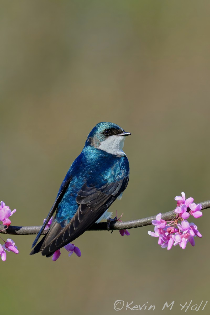 Білозорка річкова - ML647516770