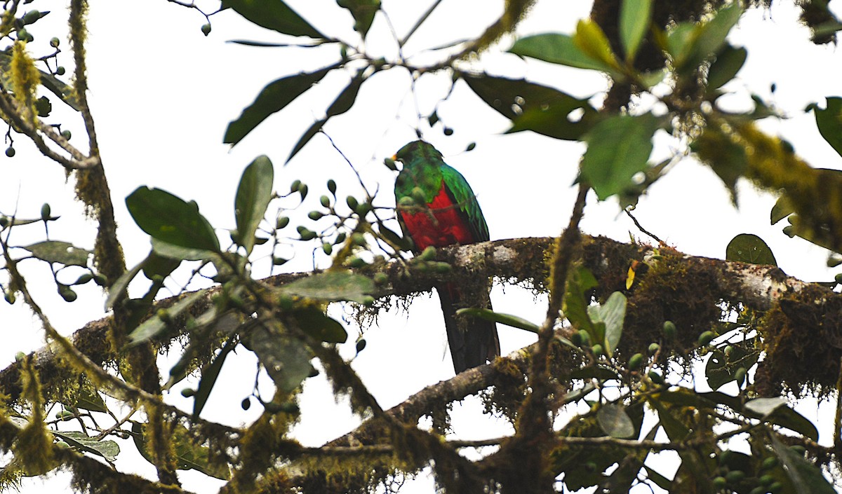 Golden-headed Quetzal - ML647516778