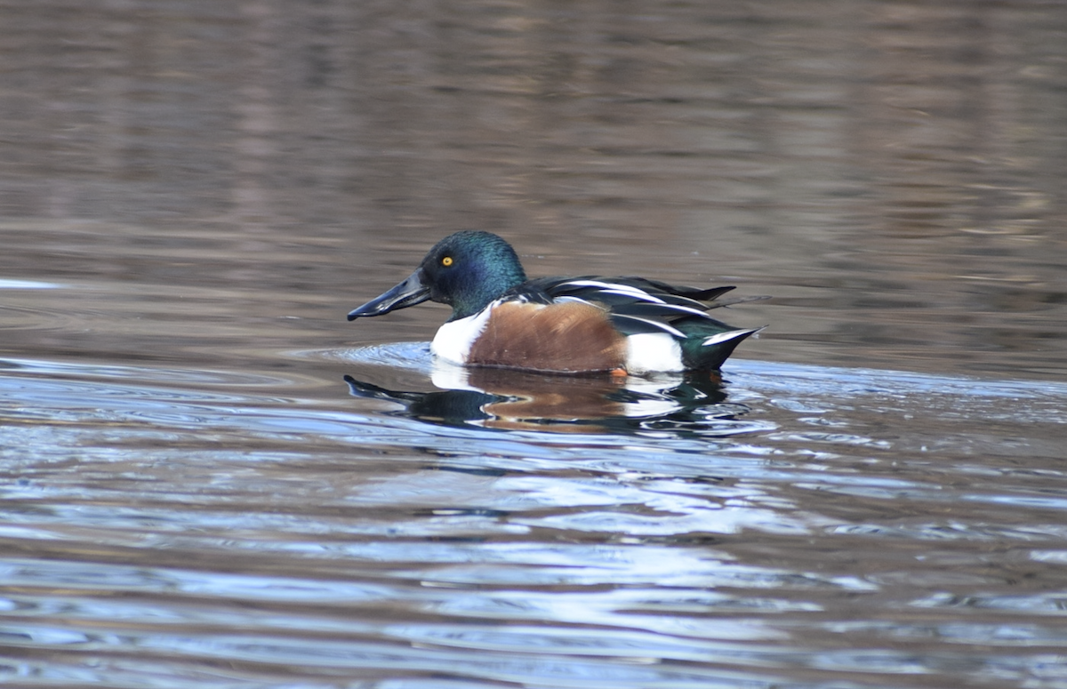 Cuchara Común - ML647516781