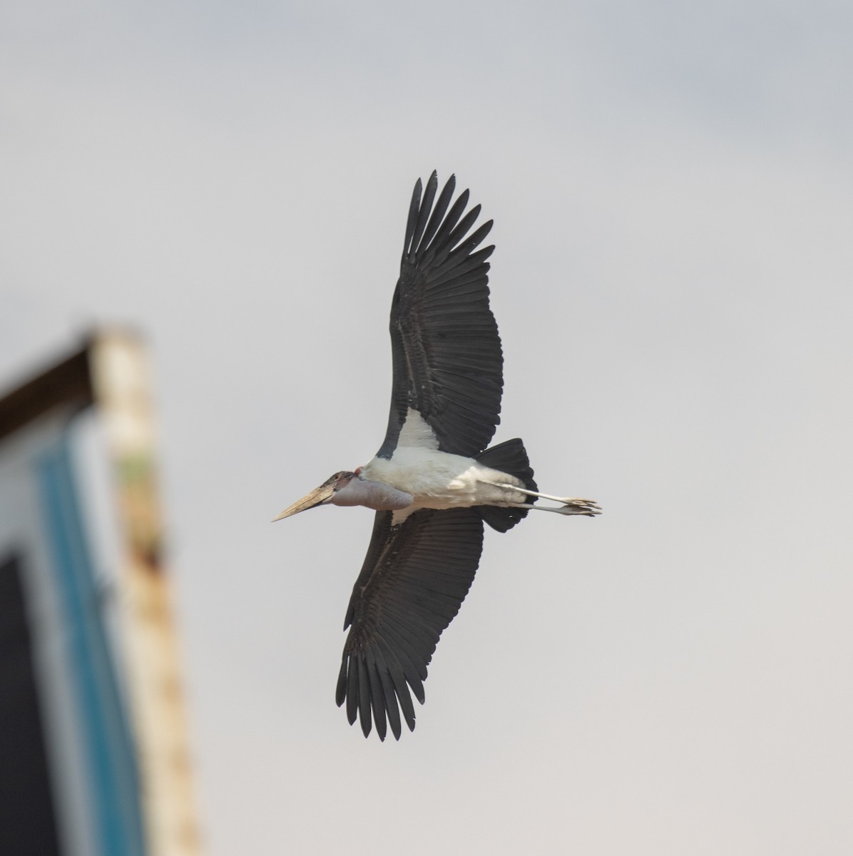 Marabú Africano - ML647516790