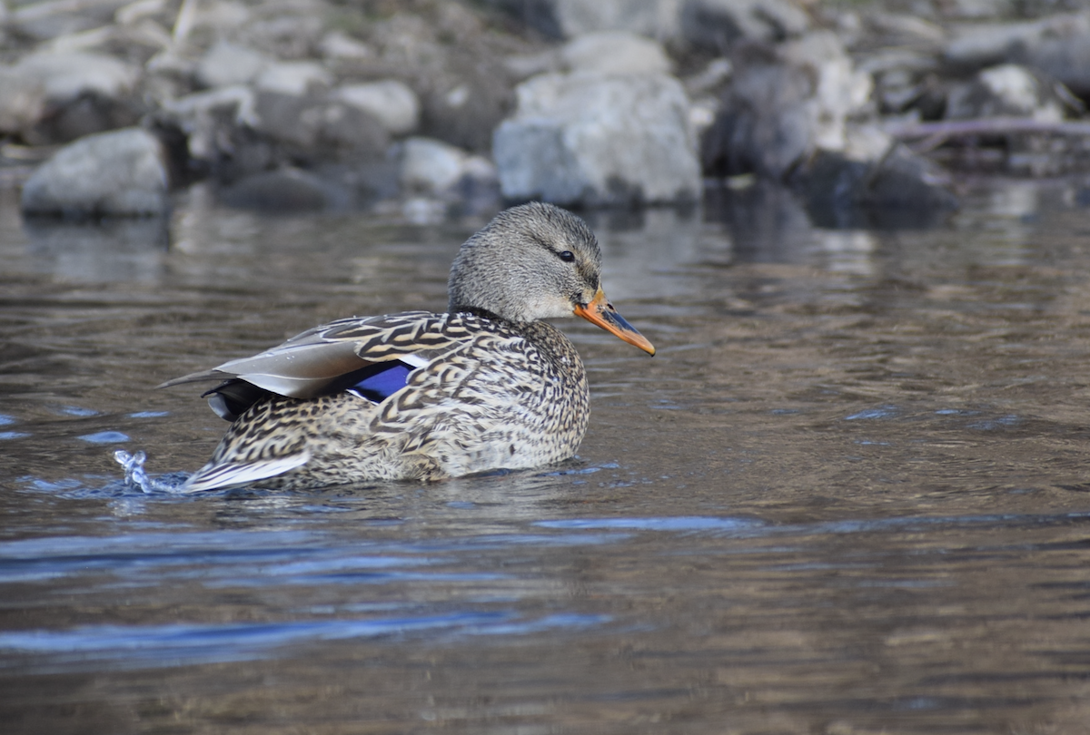 Ánade Azulón - ML647516793