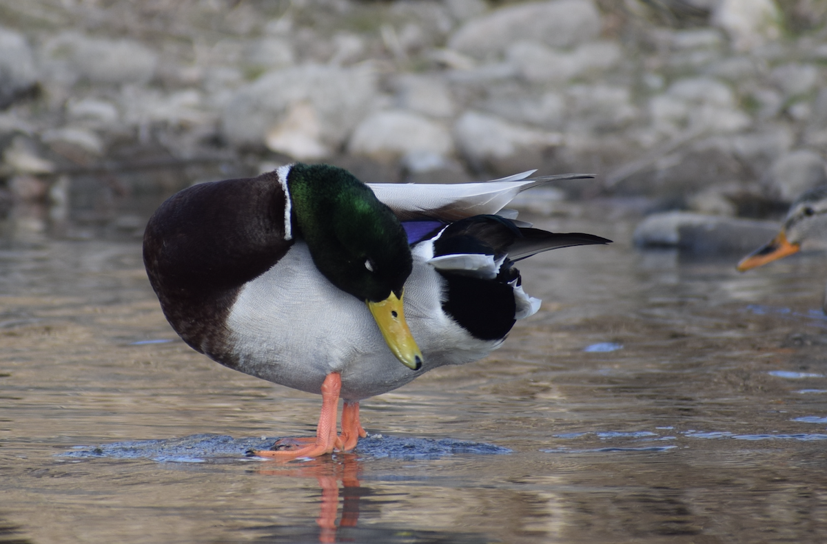 Ánade Azulón - ML647516795