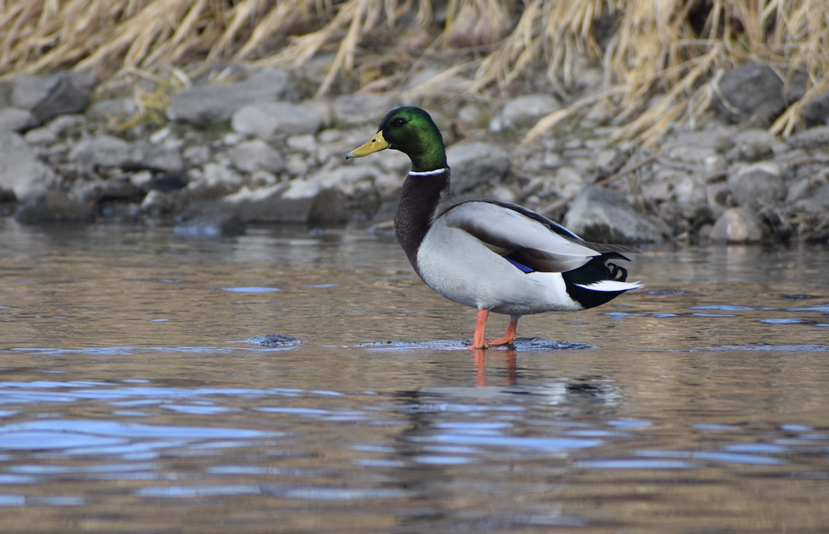 Ánade Azulón - ML647516796