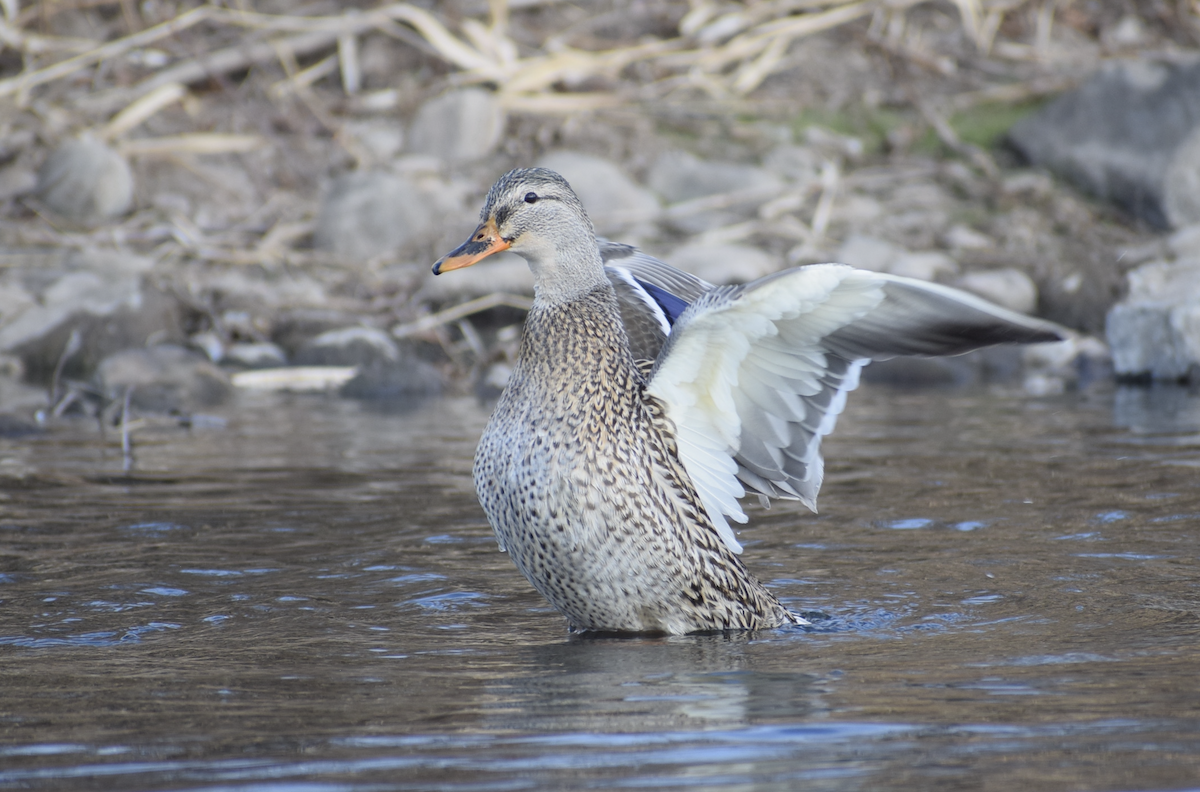 Ánade Azulón - ML647516798