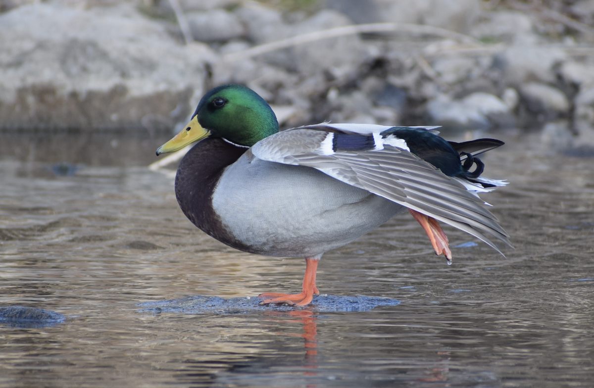 Ánade Azulón - ML647516799