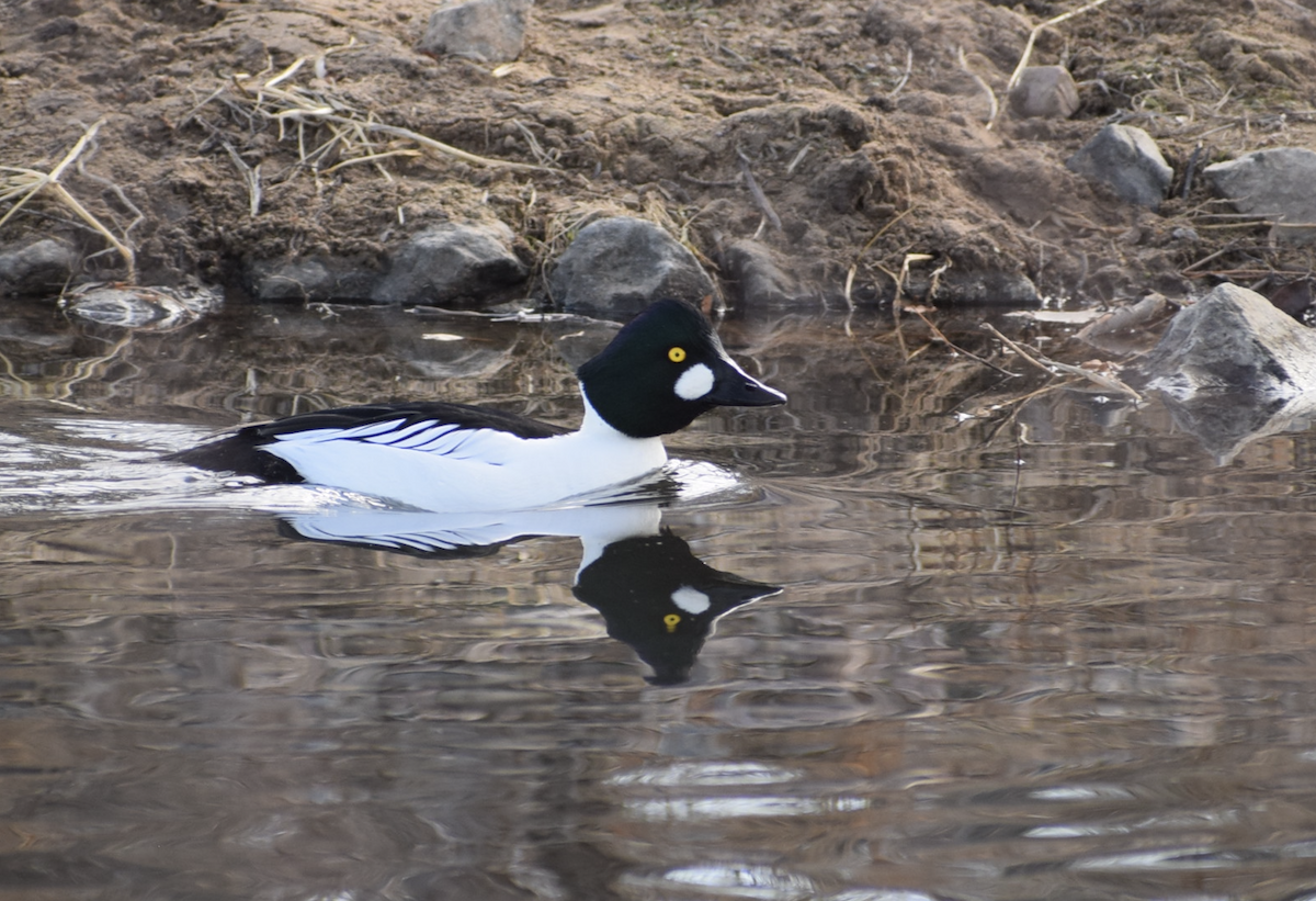 Porrón Osculado - ML647516801