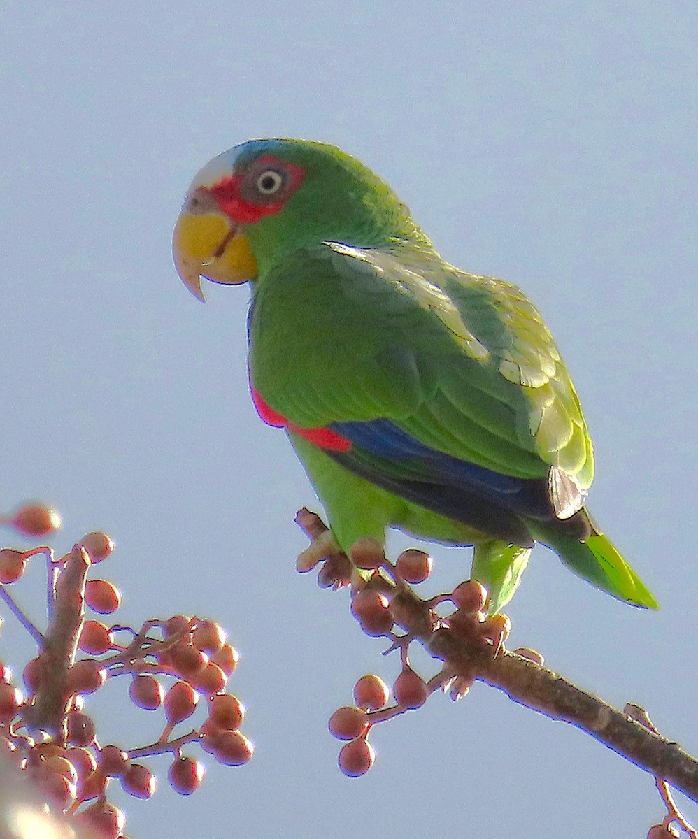 Amazona Frentialba - ML647516804