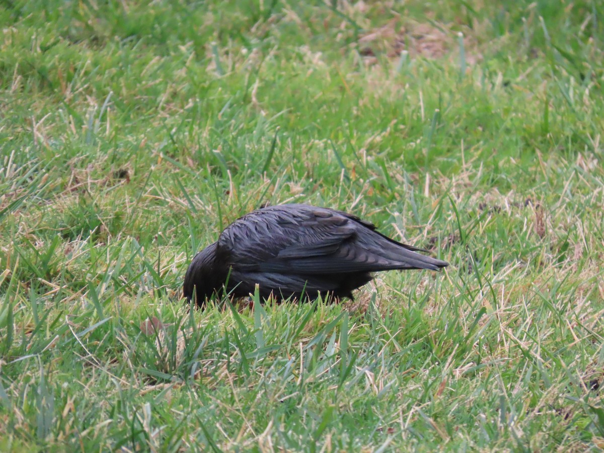 Estornino Negro - ML647516805