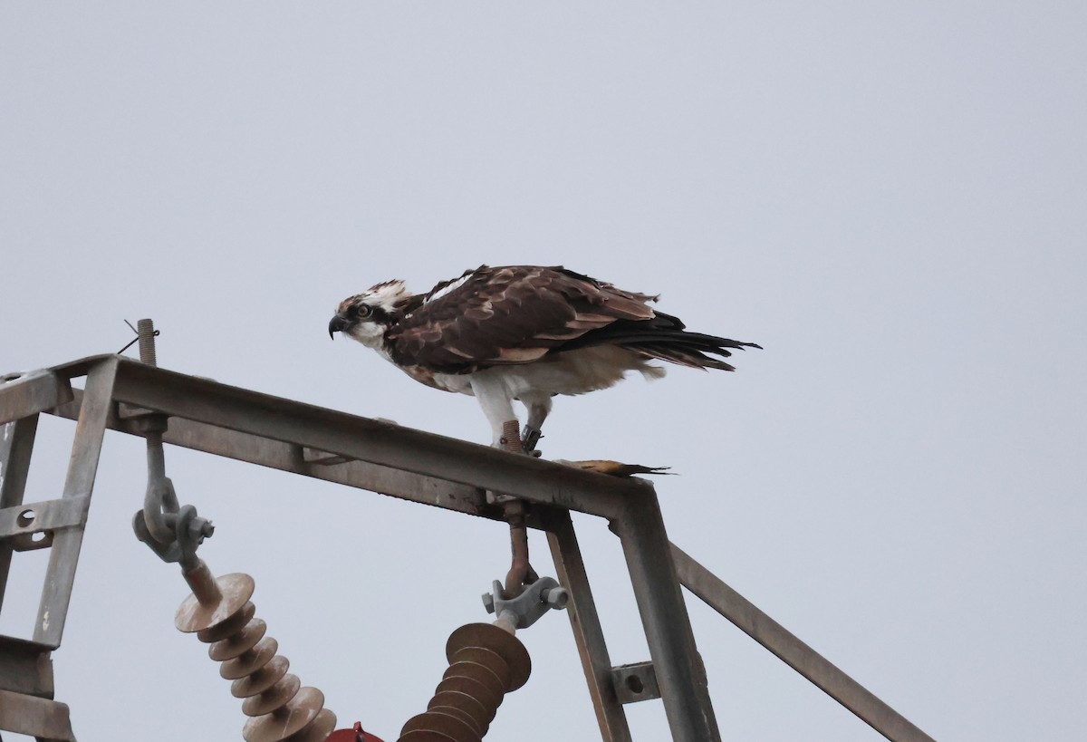 Águila Pescadora - ML647516807