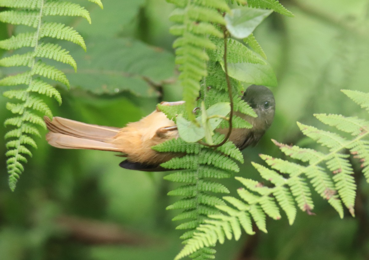 Fulveta Cariparda - ML647516808