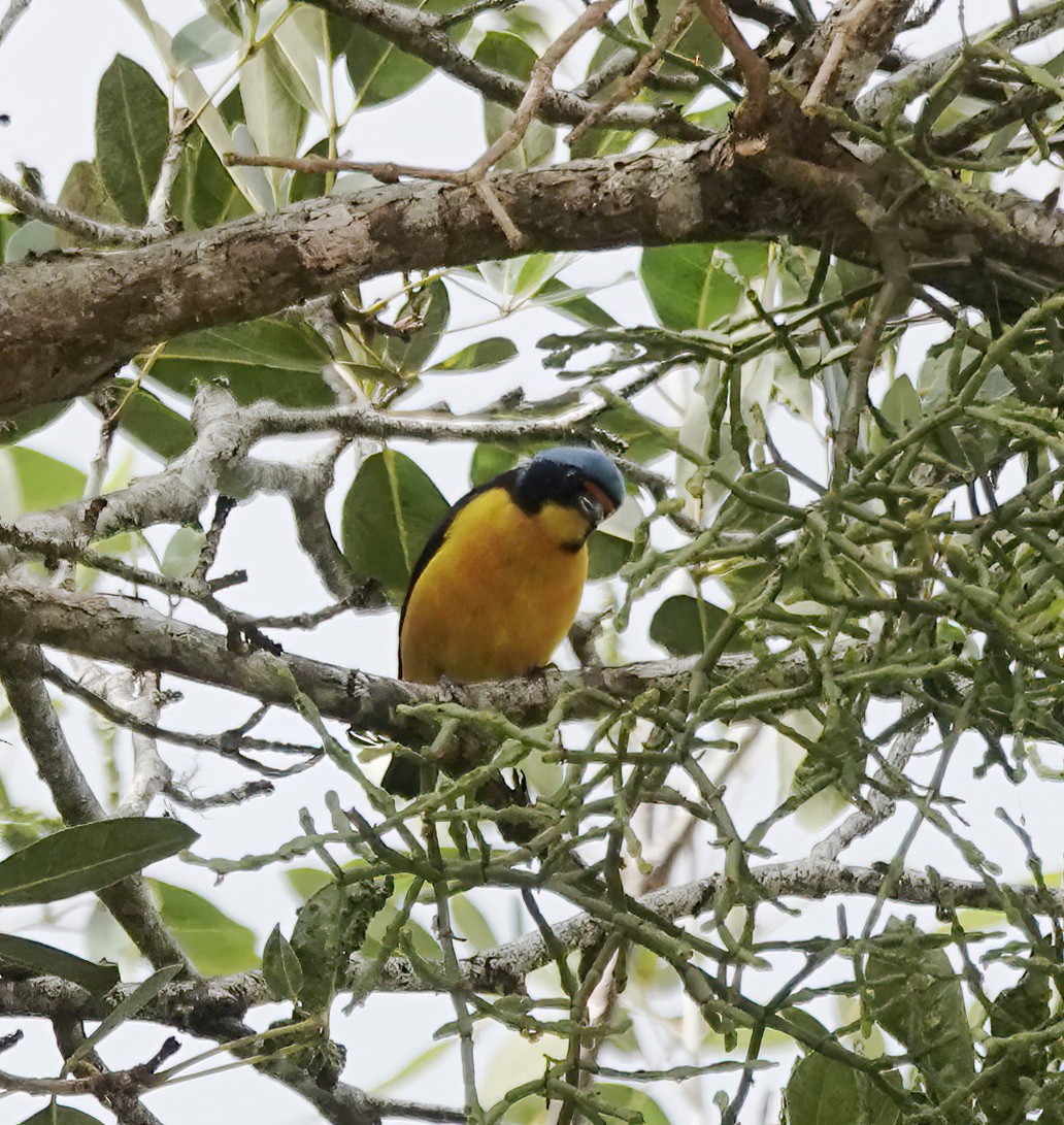 Eufonia de Puerto Rico - ML647516809