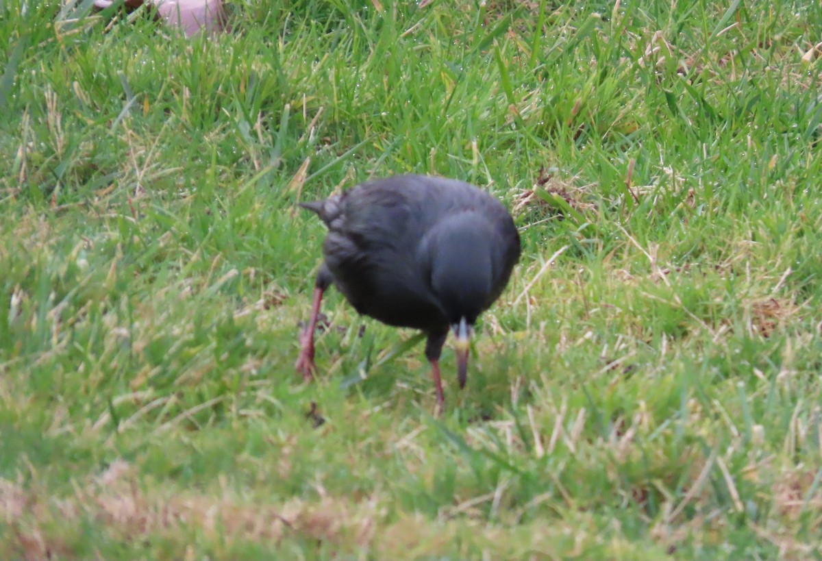 Estornino Negro - ML647516810