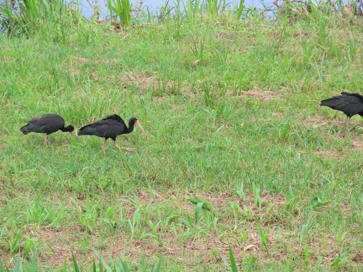 Ibis Afeitado - ML647516811
