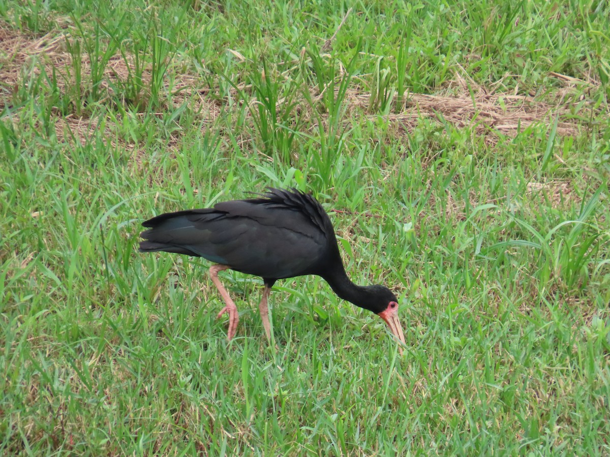 Ibis Afeitado - ML647516812