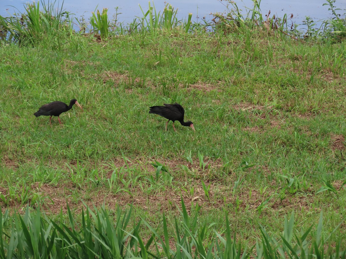 Ibis Afeitado - ML647516813