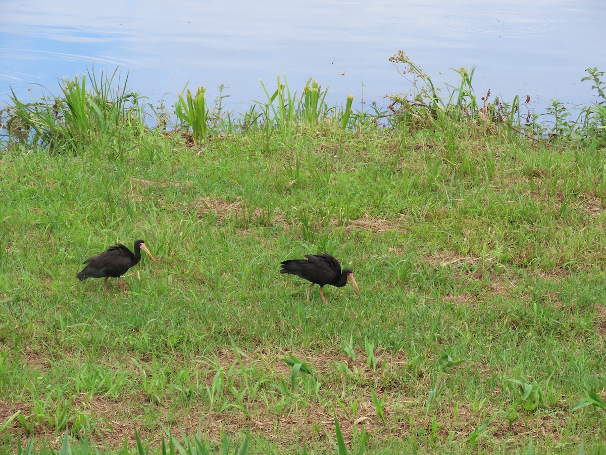 Ibis Afeitado - ML647516814