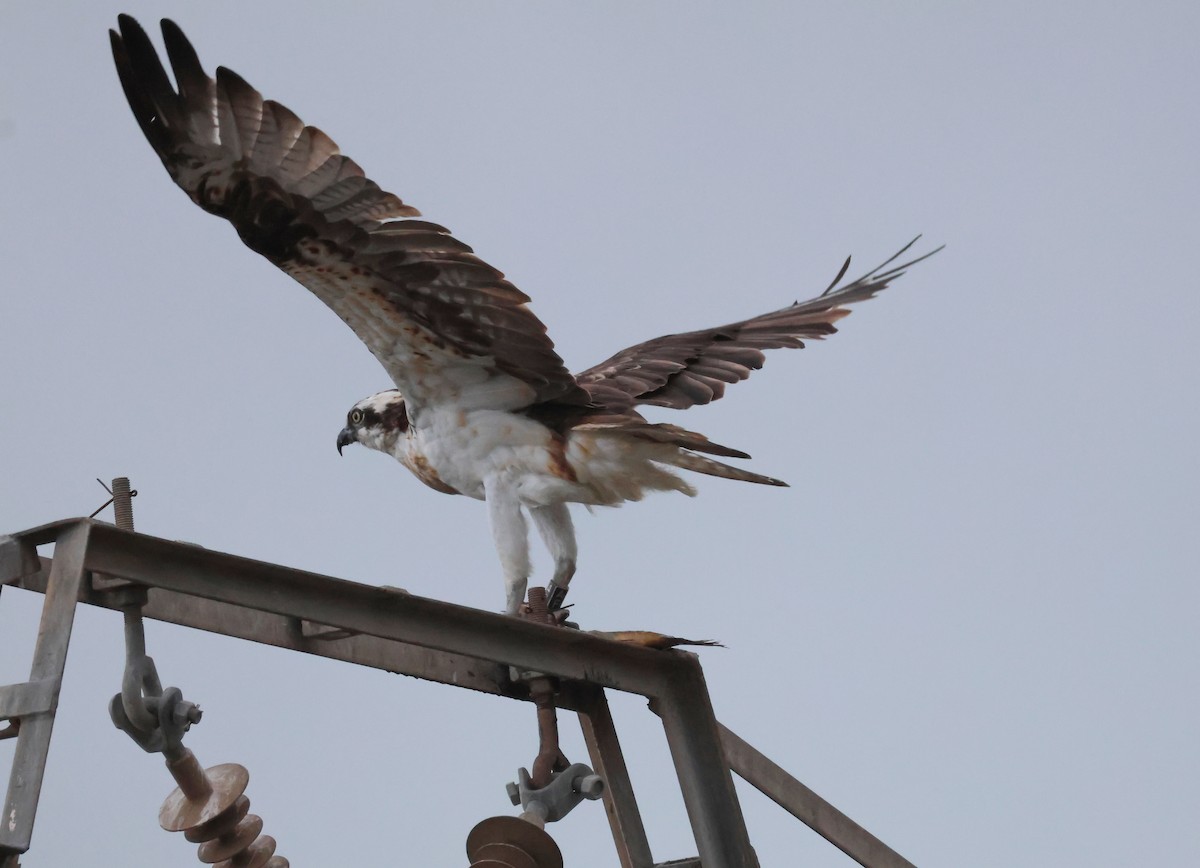 Águila Pescadora - ML647516815