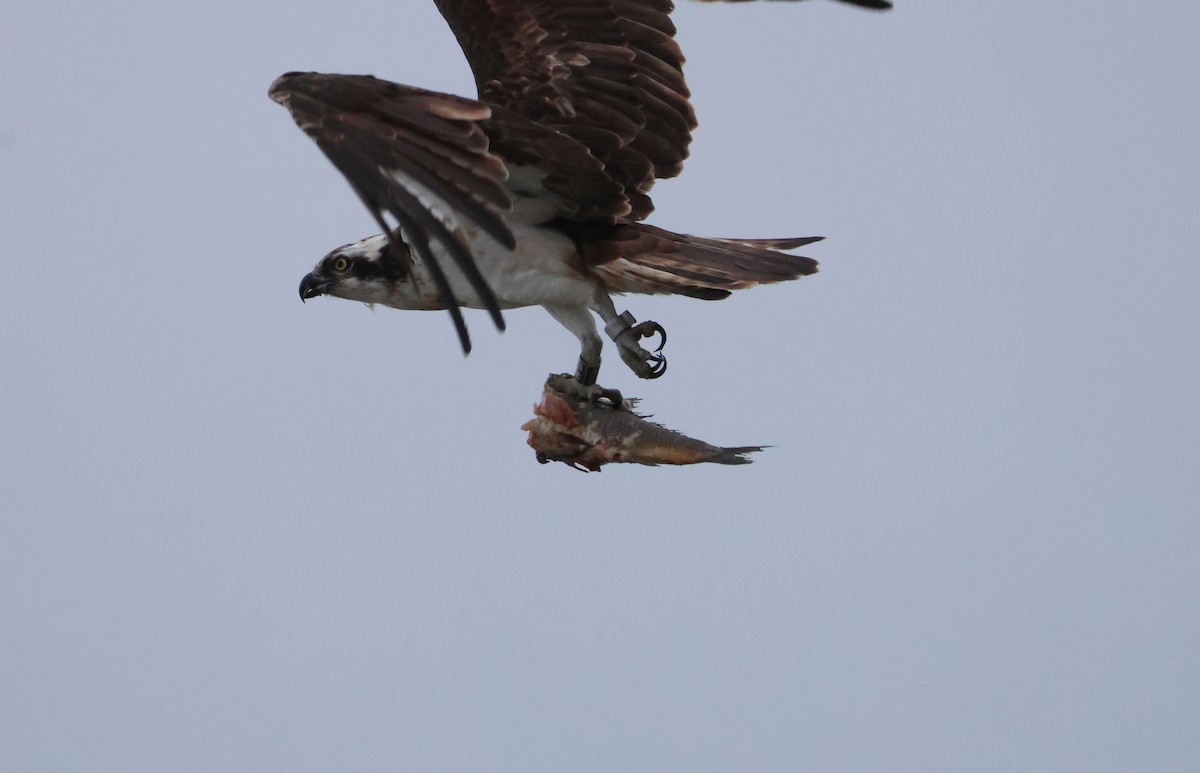 Águila Pescadora - ML647516817