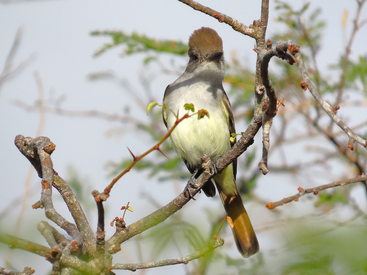 Copetón Cenizo - ML647516821