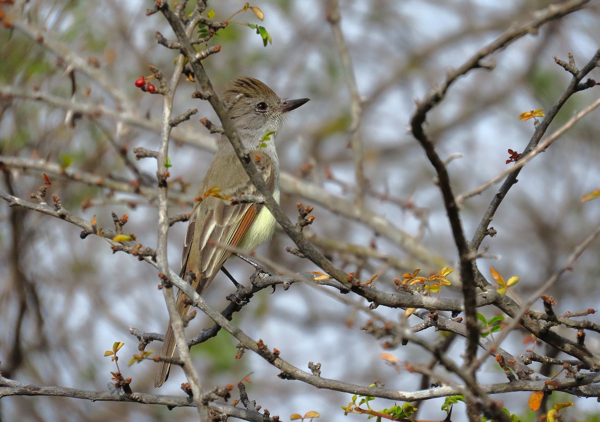Copetón Cenizo - ML647516822