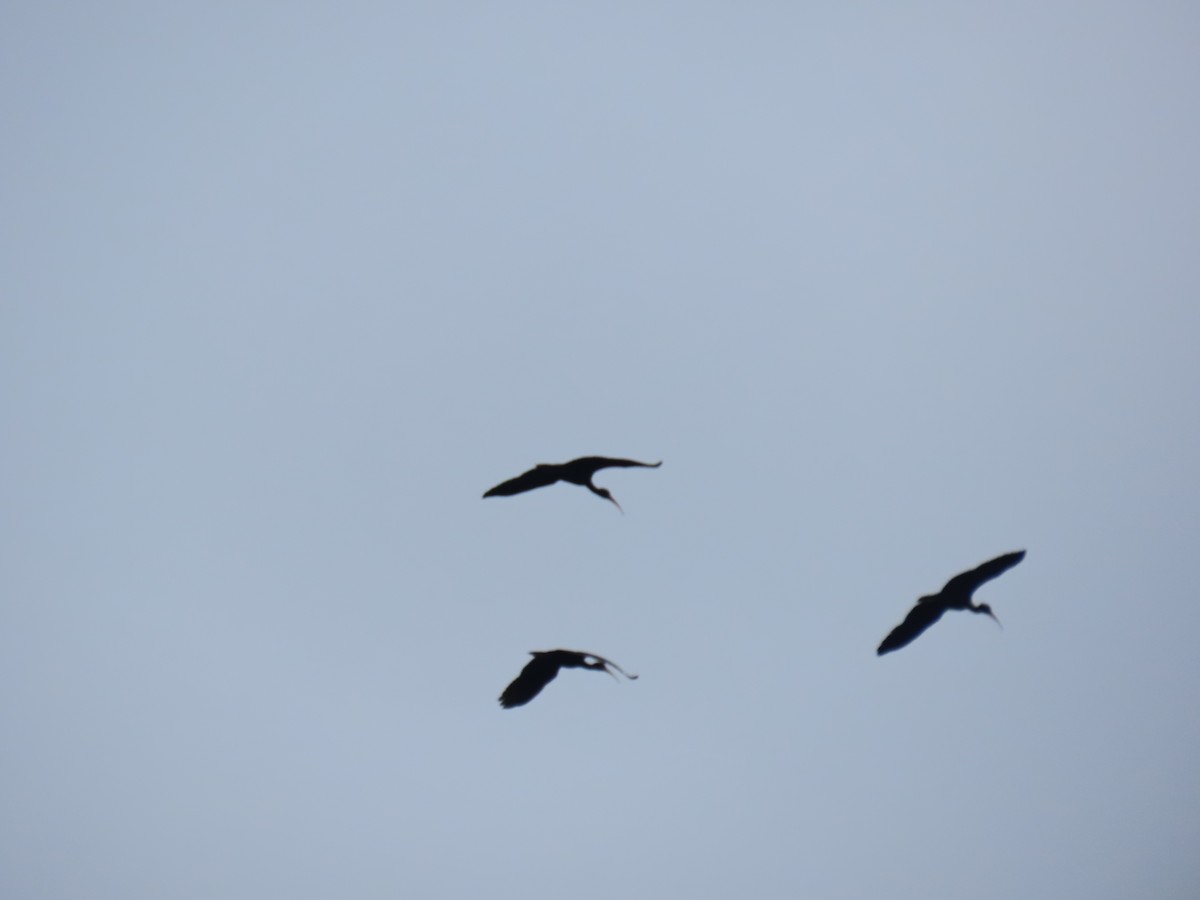 Ibis Afeitado - ML647516828