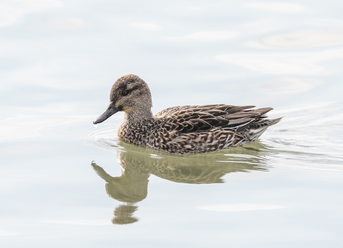 Чирянка мала - ML647516832