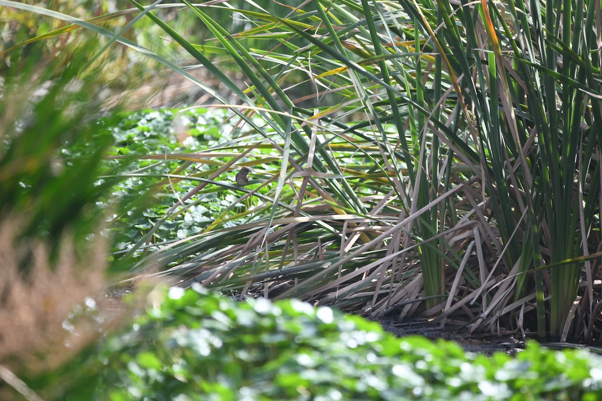 Lincoln's Sparrow - ML647516854