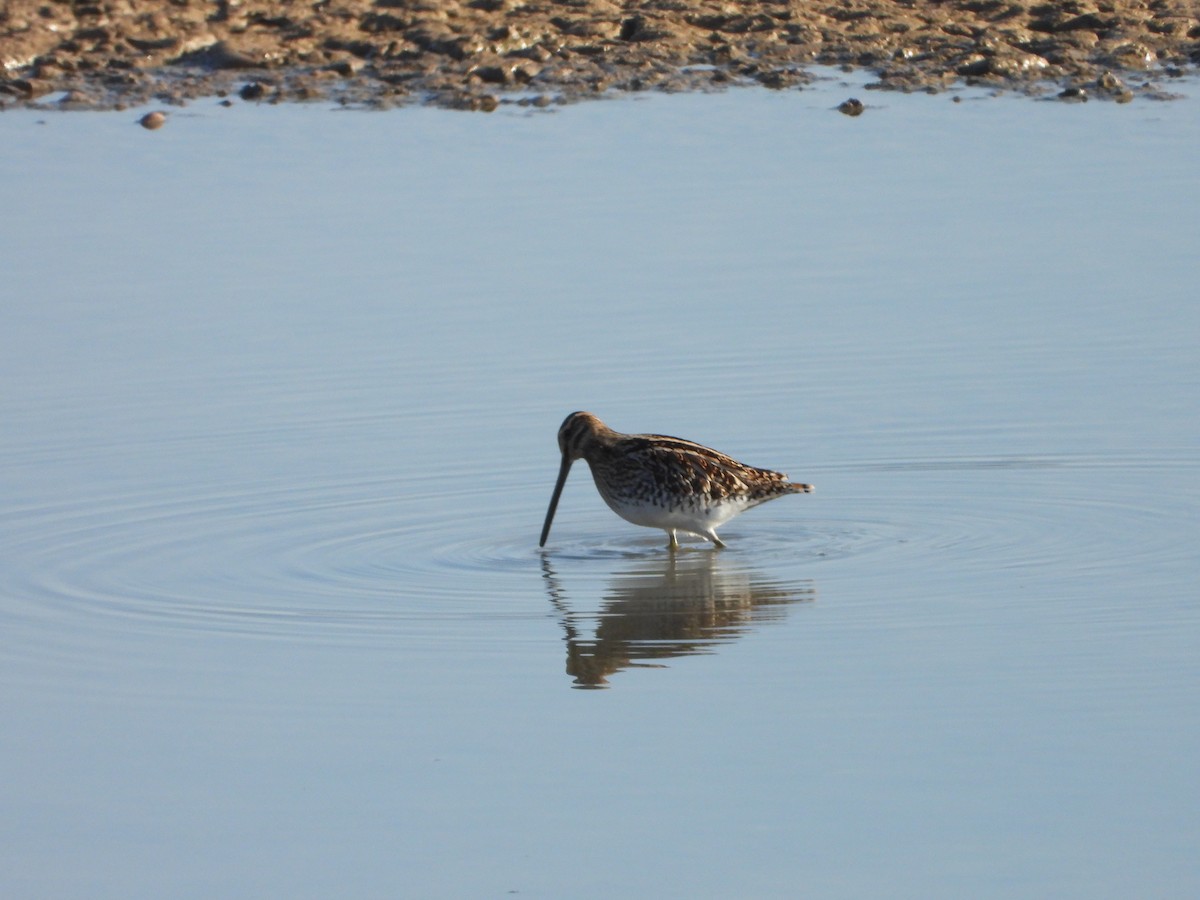 חרטומית ביצות - ML647516862