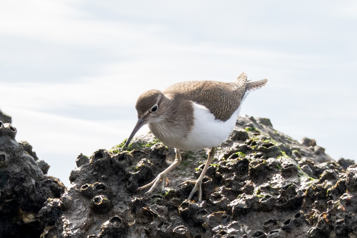 Набережник палеарктичний - ML647516867