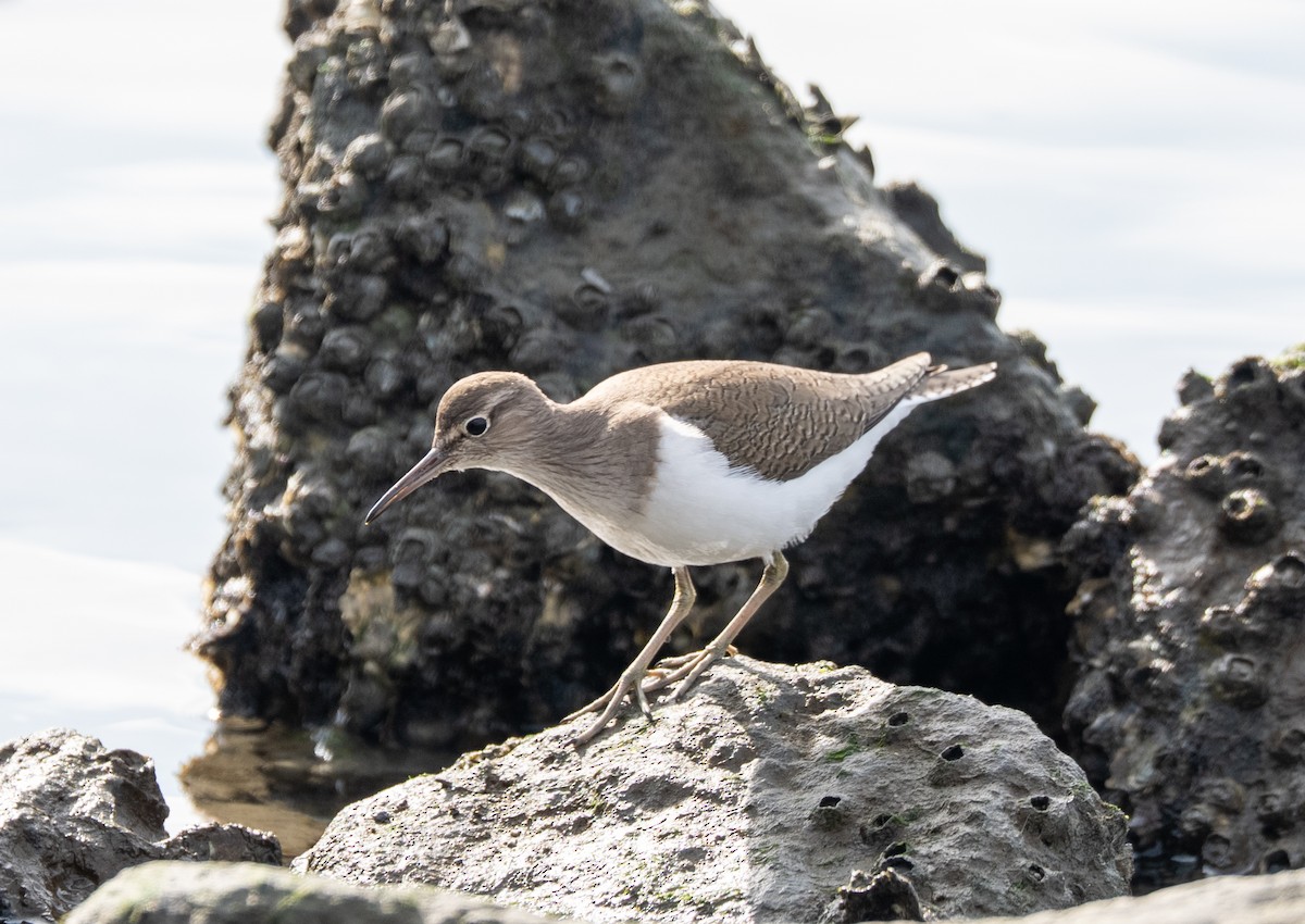 Набережник палеарктичний - ML647516869