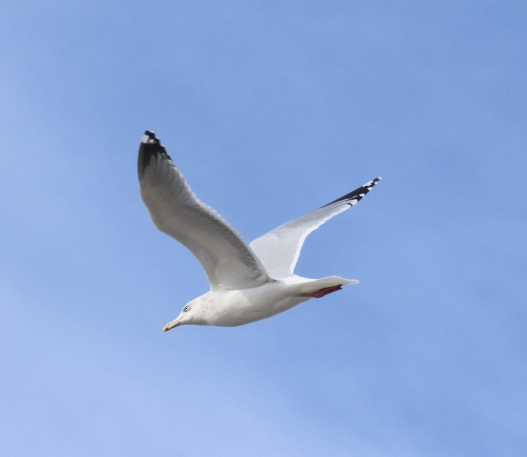 Мартин американський - ML647516873