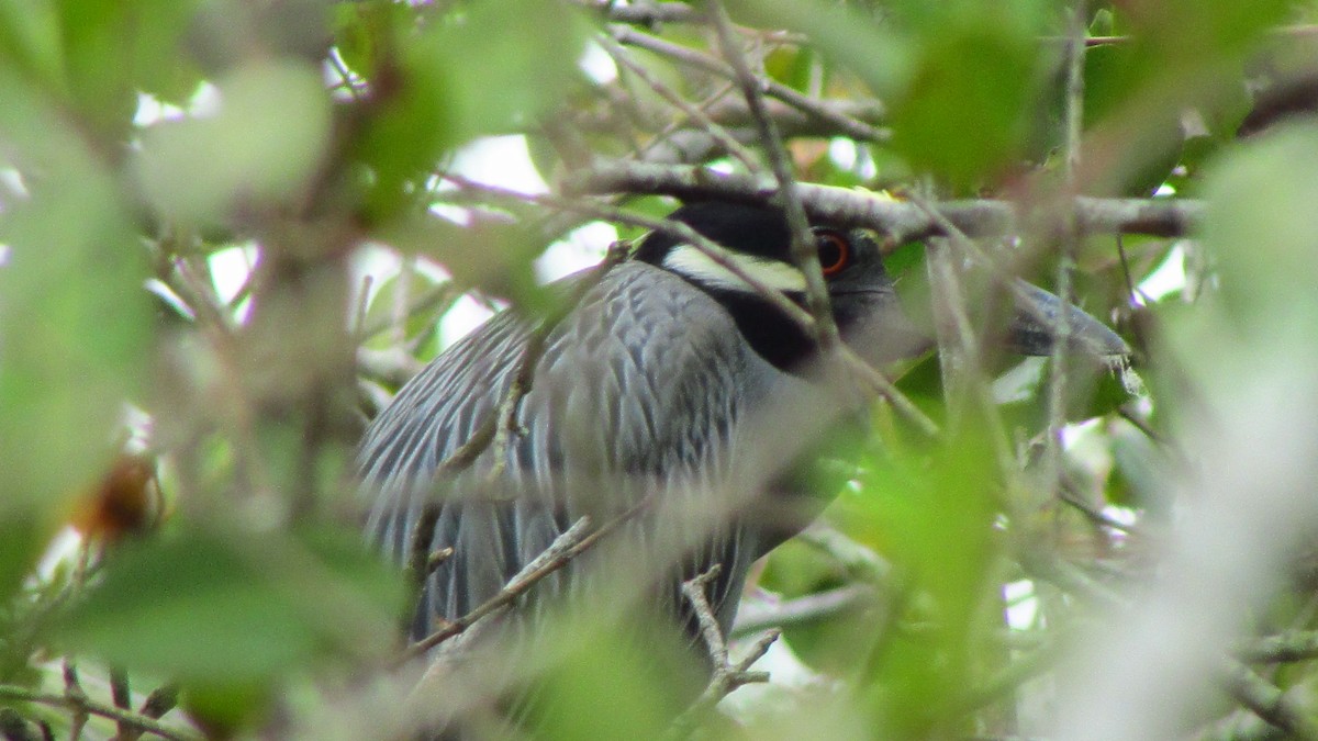 Квак чорногорлий - ML647516874