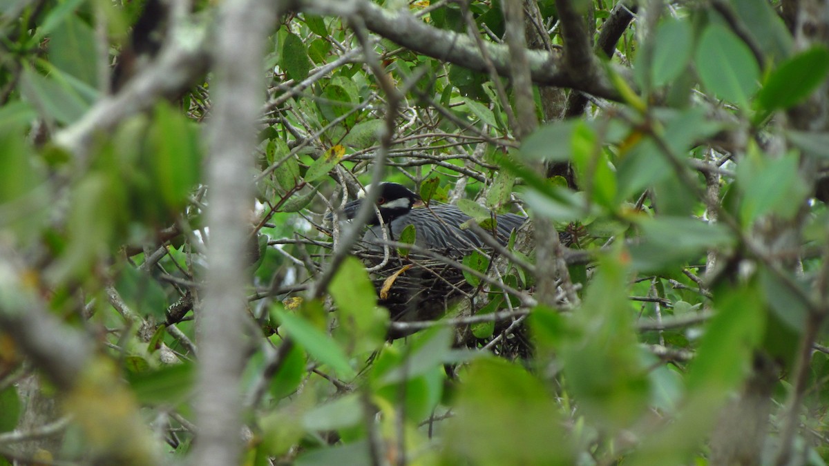 Квак чорногорлий - ML647516875