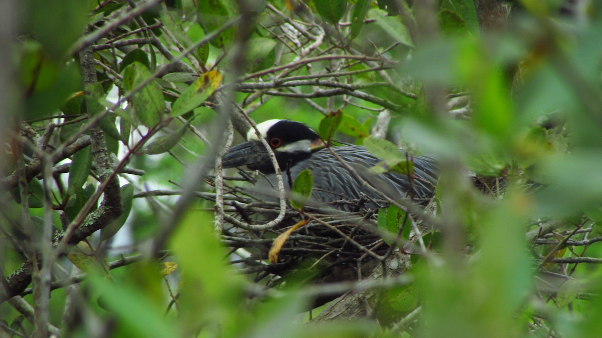 Квак чорногорлий - ML647516876