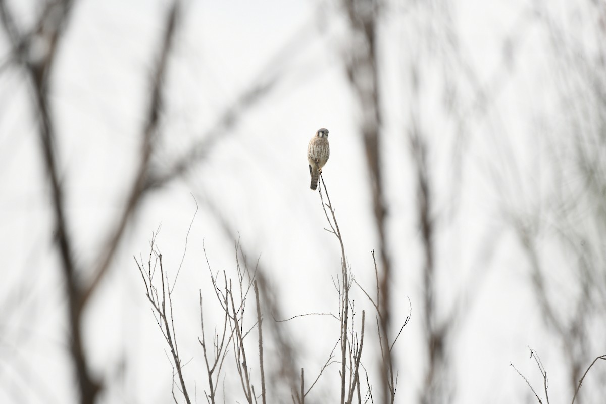 Боривітер американський - ML647516880