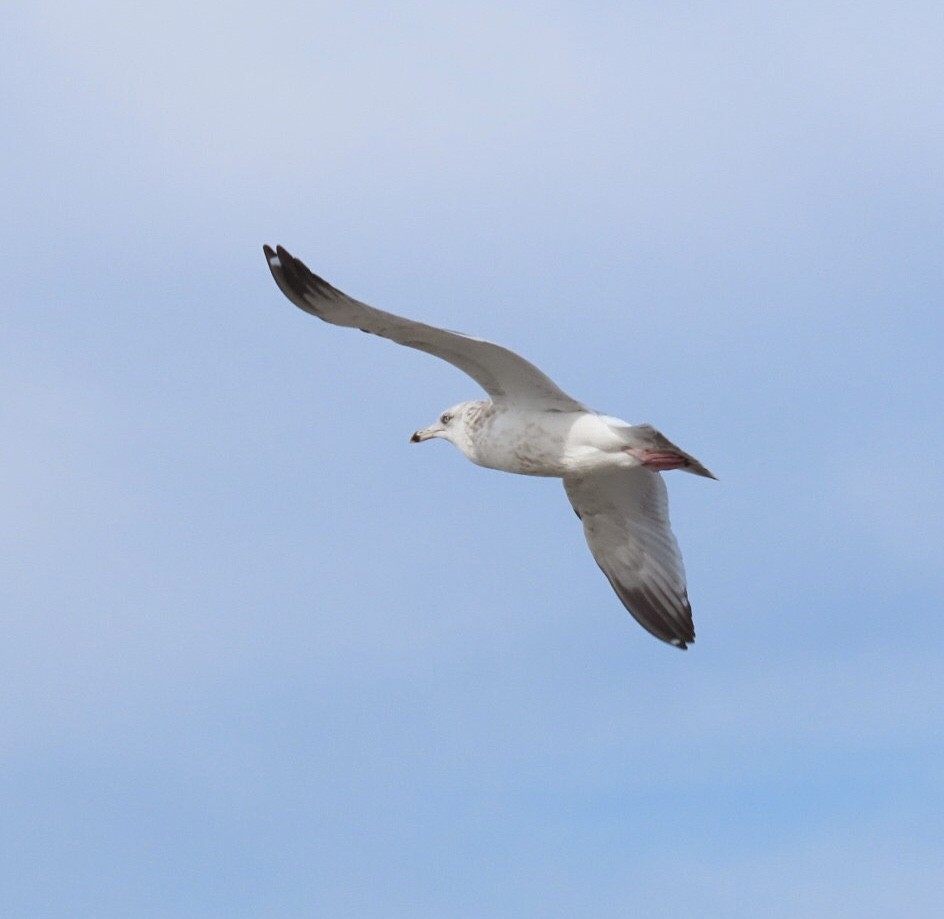 Мартин американський - ML647516881