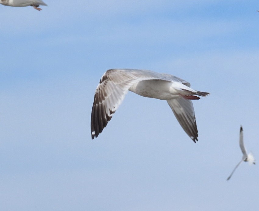 Мартин американський - ML647516882